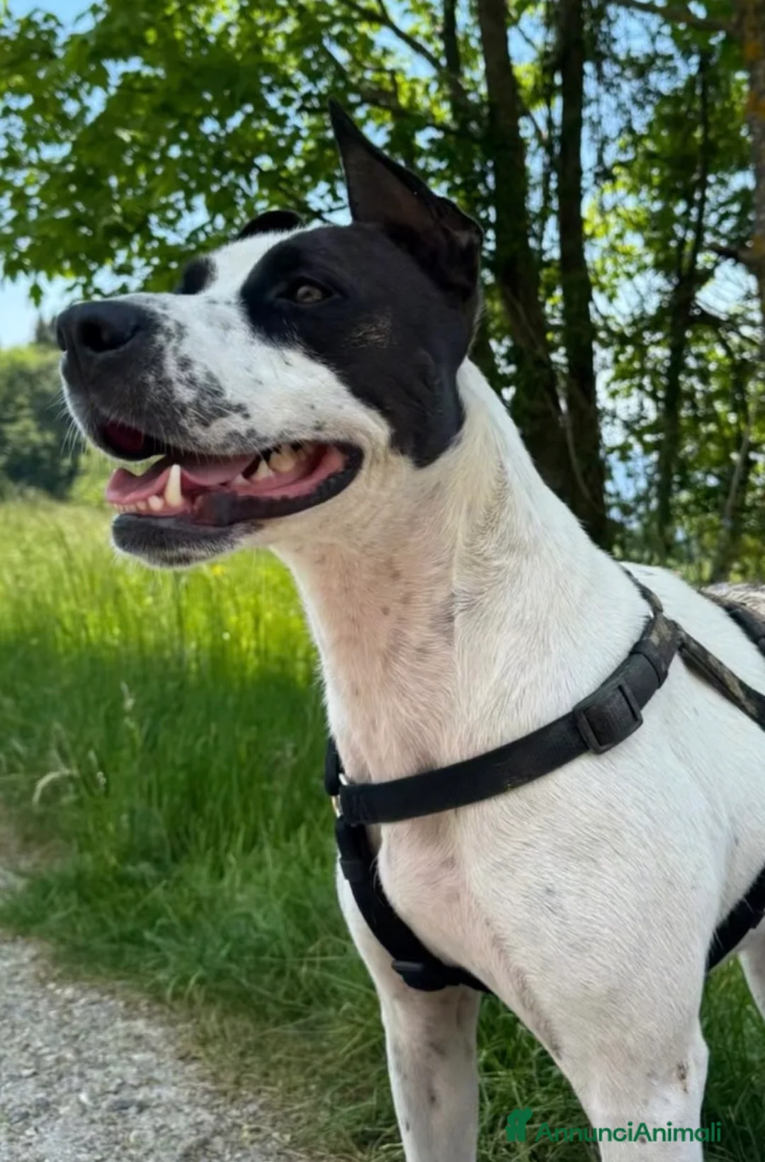 Meticcio cani in regalo: Alice  - Annuncio 2
