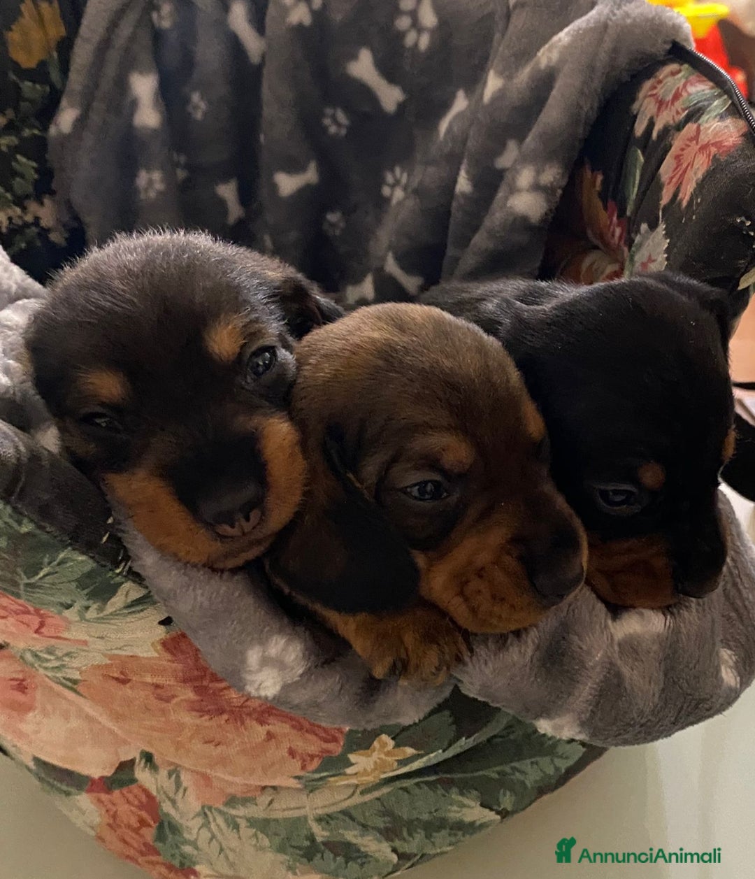Bassotto cani in vendita: Bassotto tedesco a pelo duro  - Annuncio 4