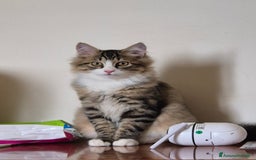 Siberiano gatti in vendita: gattino siberiano  - Immagine 1