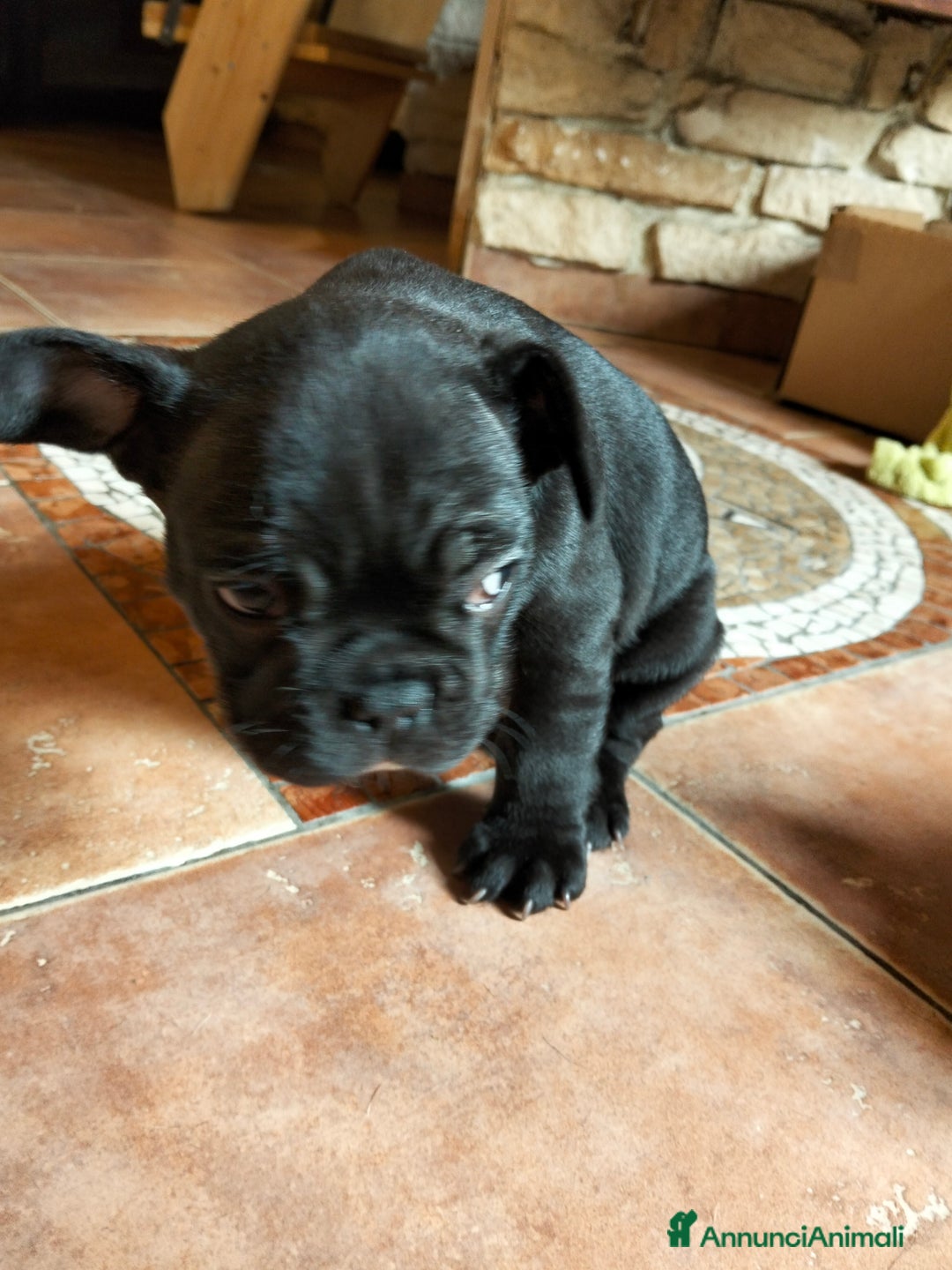Bulldog Francese cani in vendita: Cuccioli bulldog francese  - Annuncio 5