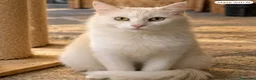 Meticcio gatti in regalo: Sarabi, la regina! - Annuncio 1