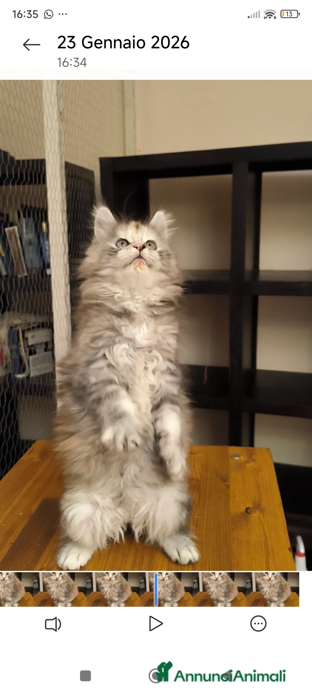 Maine Coon gatti in vendita: Cucciola Maine Coon - Annuncio 5