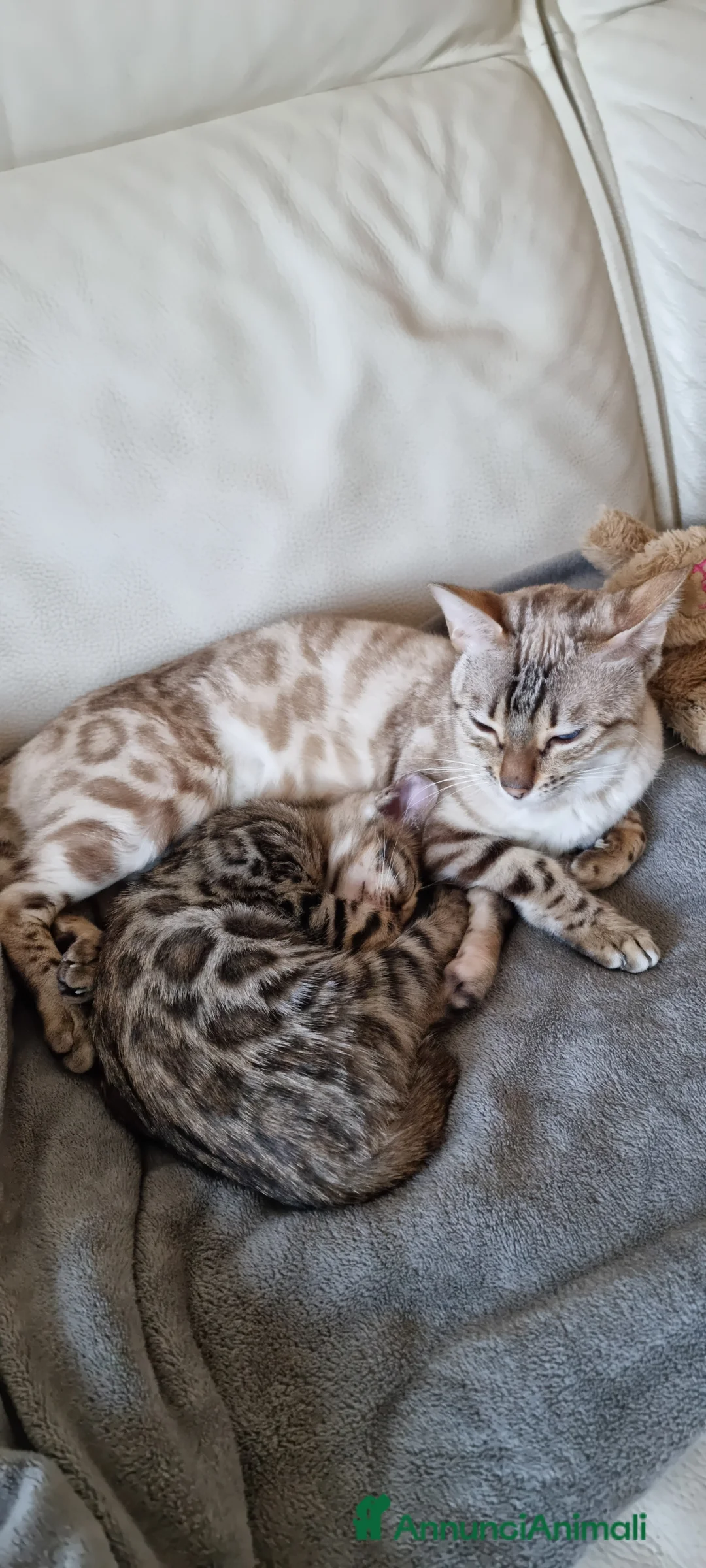 Bengala gatti in vendita: Rara gattina Bengala con Pedigree  - Annuncio 1