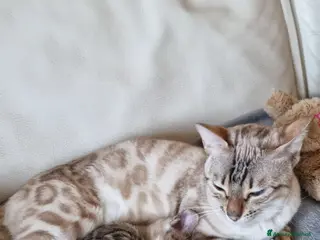 Bengala gatti Rara gattina Bengala con Pedigree - Annuncio 1