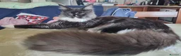 Maine Coon gatti in vendita: Meravigliosi gattini Maine Coon - Annuncio 4