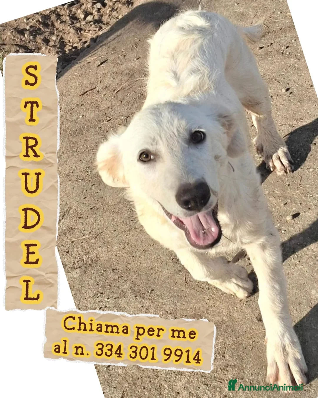Meticcio cani in regalo: STRUDEL 💙: ADESSO TOCCA ALLE COSE BELLE 😍 a Provincia di Ferrara - Annuncio 1