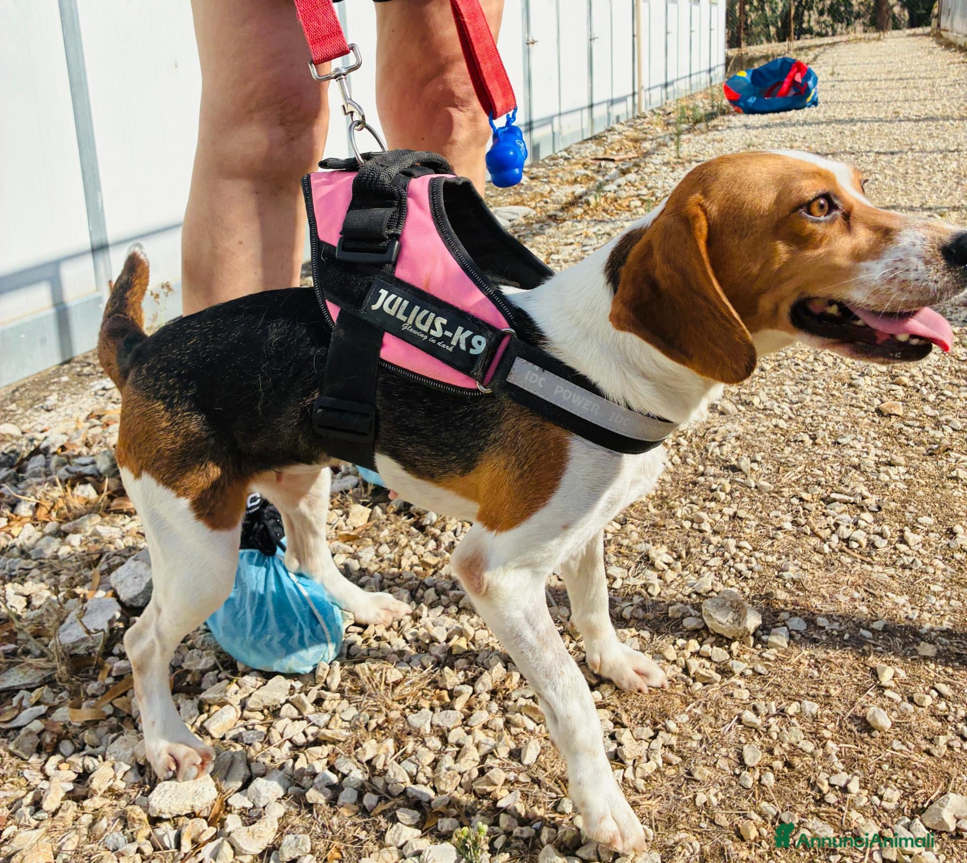 Beagle cani Jill, dolcissima Beagle - Annuncio 2