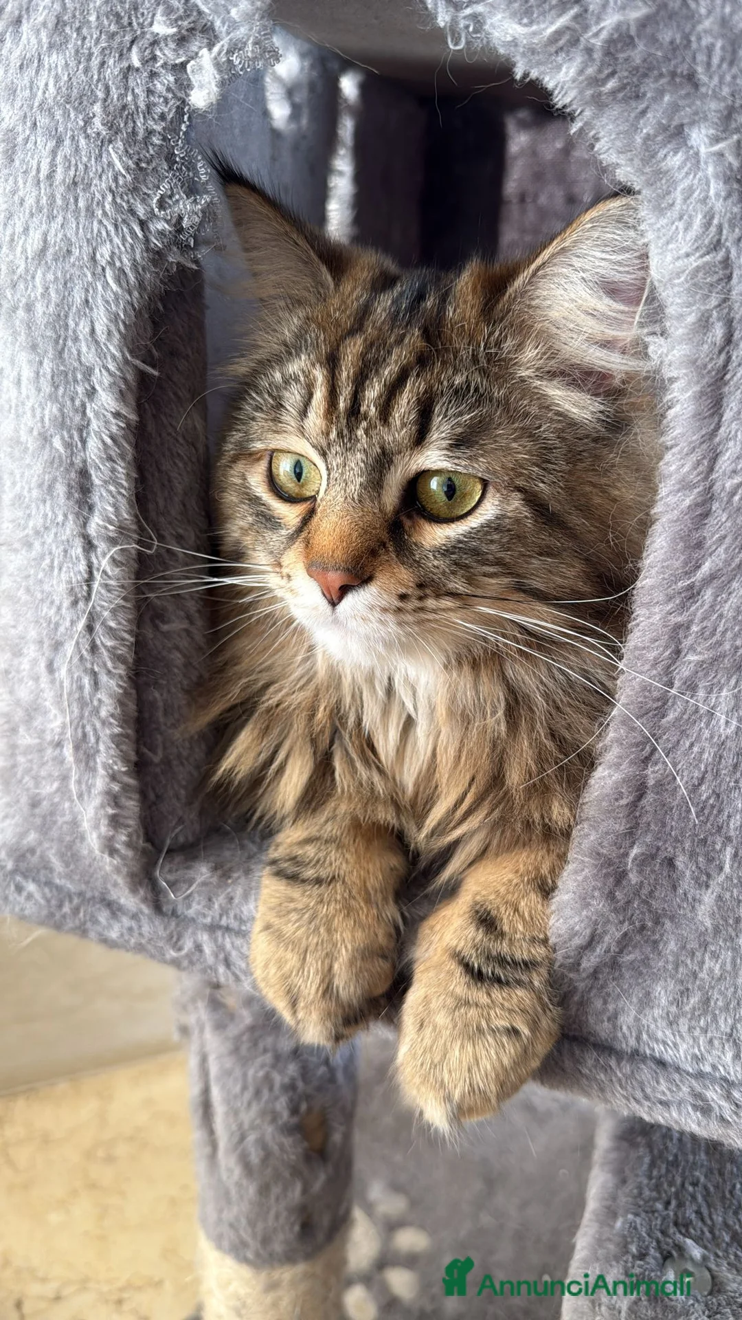 Siberiano gatti per accoppiamento: Gatto Siberiano per accoppiamento - Annuncio 2