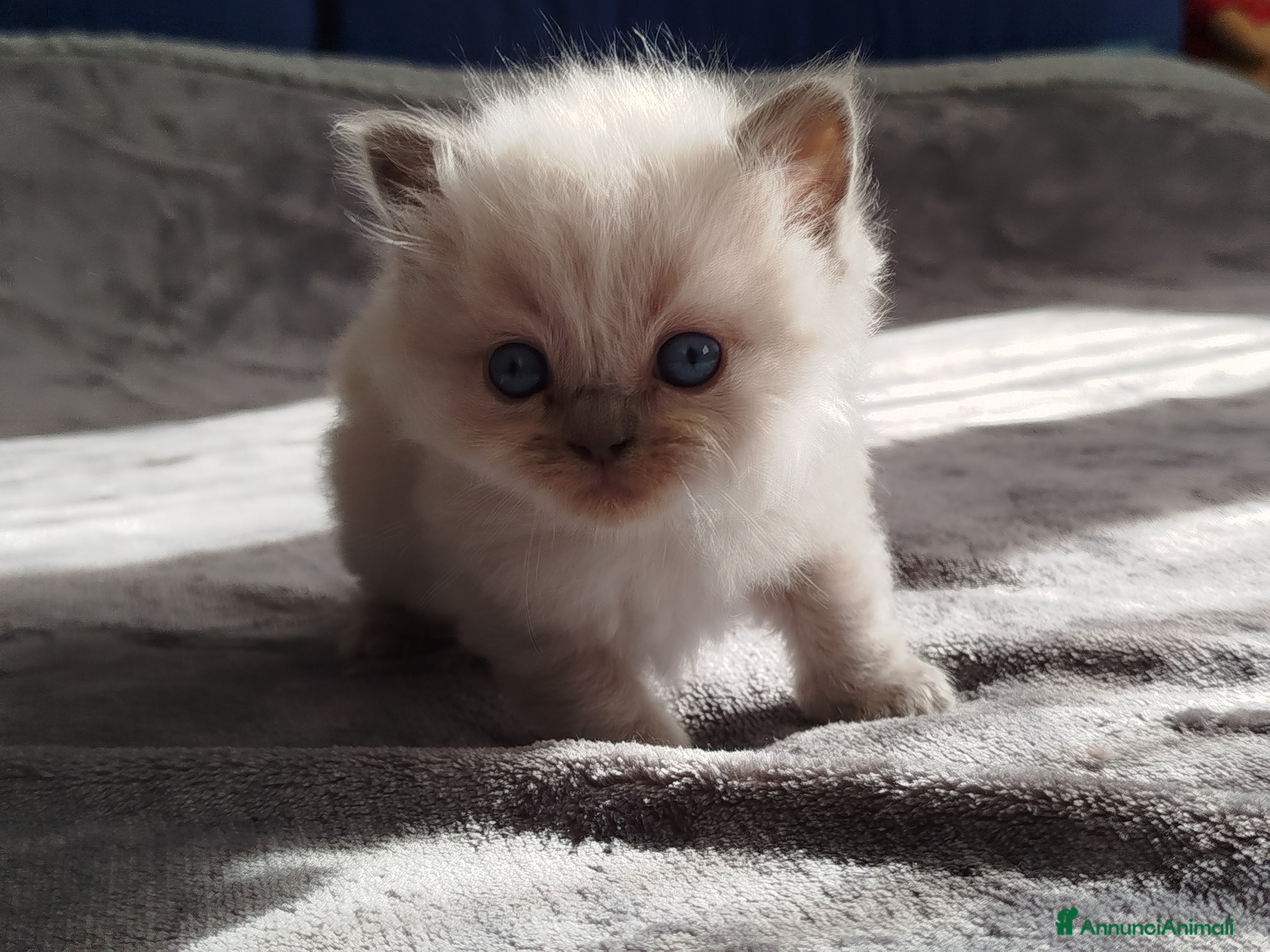 Ragdoll gatti Cuccioli Ragdoll - Annuncio 8