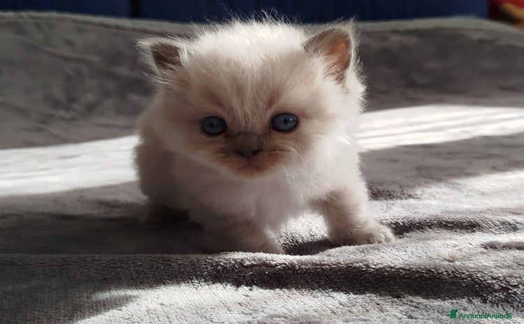 Ragdoll gatti - Annuncio 1