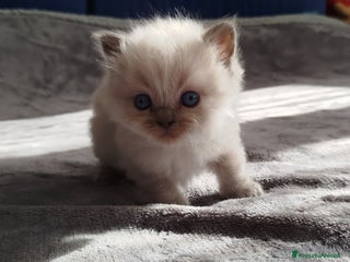 Ragdoll gatti Cuccioli Ragdoll - Annuncio 11