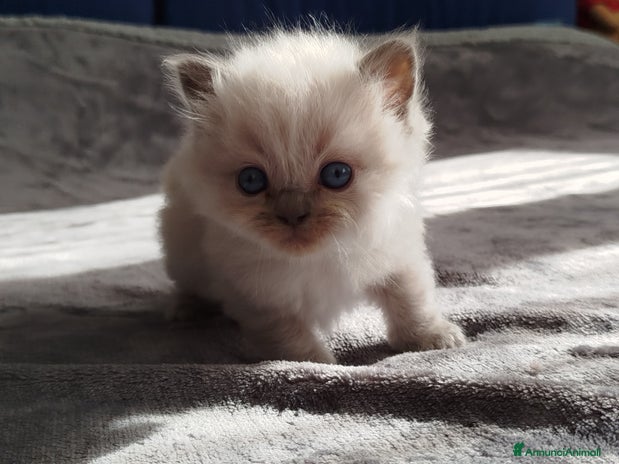 Ragdoll gatti - Annuncio 3