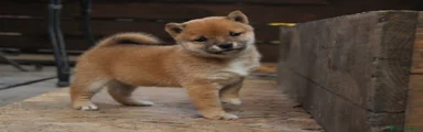 Shiba Inu 2
