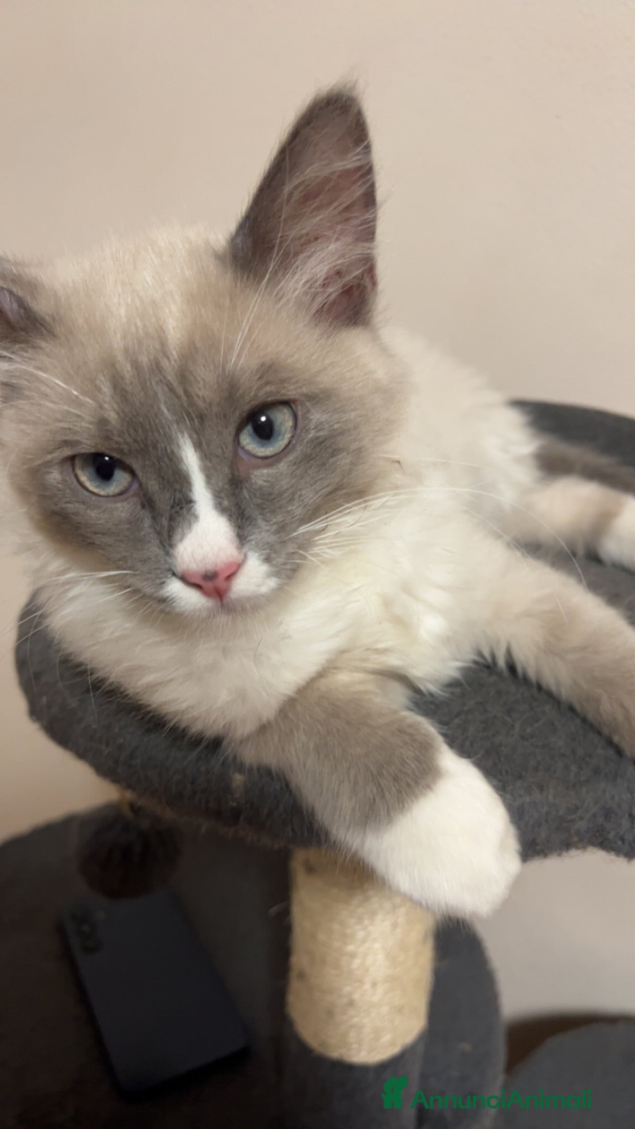 Ragdoll gatti Toki cerca gattina ragdoll  - Annuncio 1