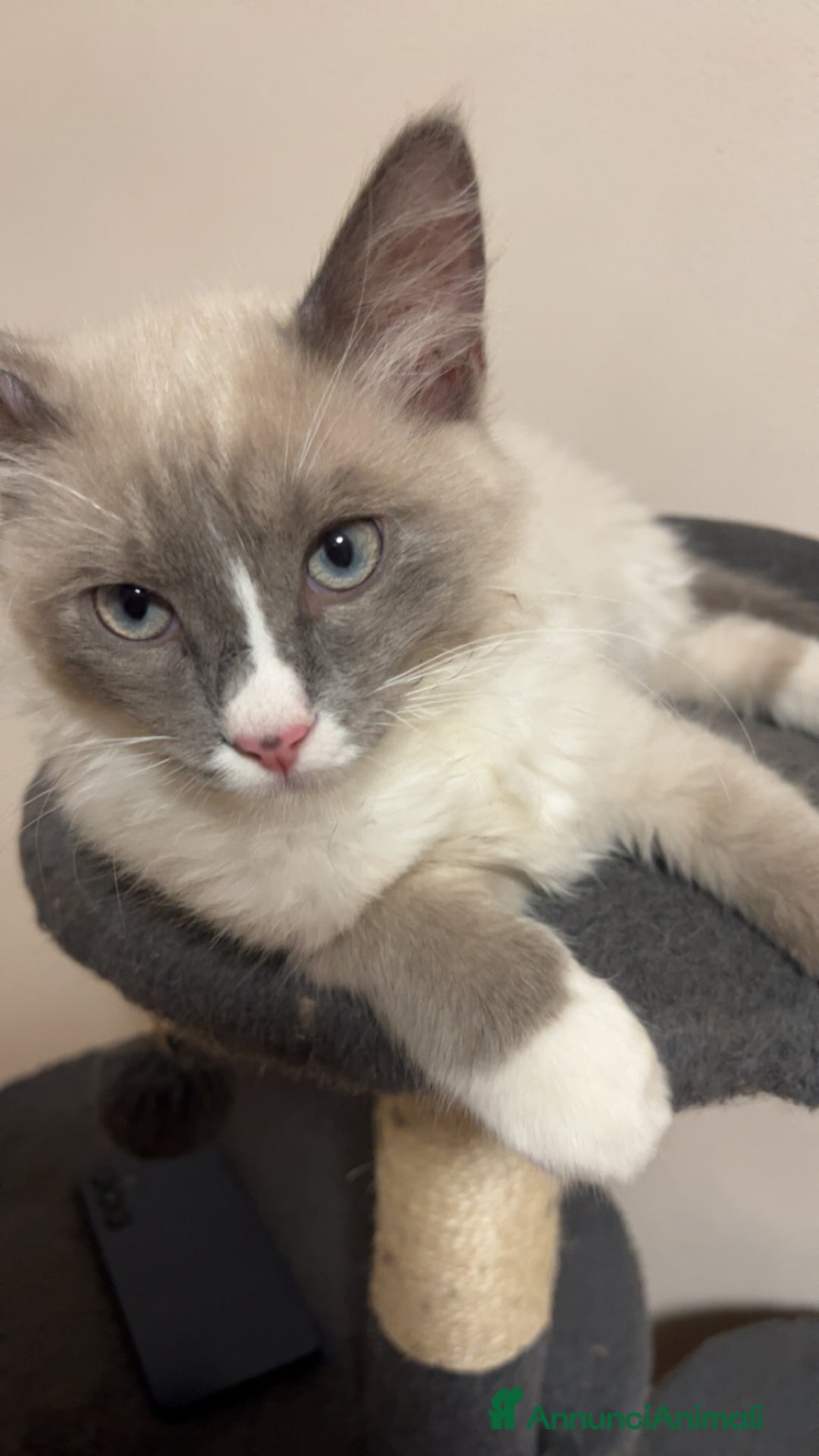 Ragdoll gatti per accoppiamento: Toki cerca gattina ragdoll  - Annuncio 1