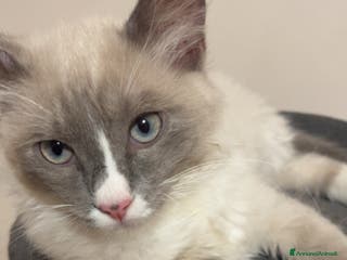 Ragdoll gatti Toki cerca gattina ragdoll - Annuncio 1