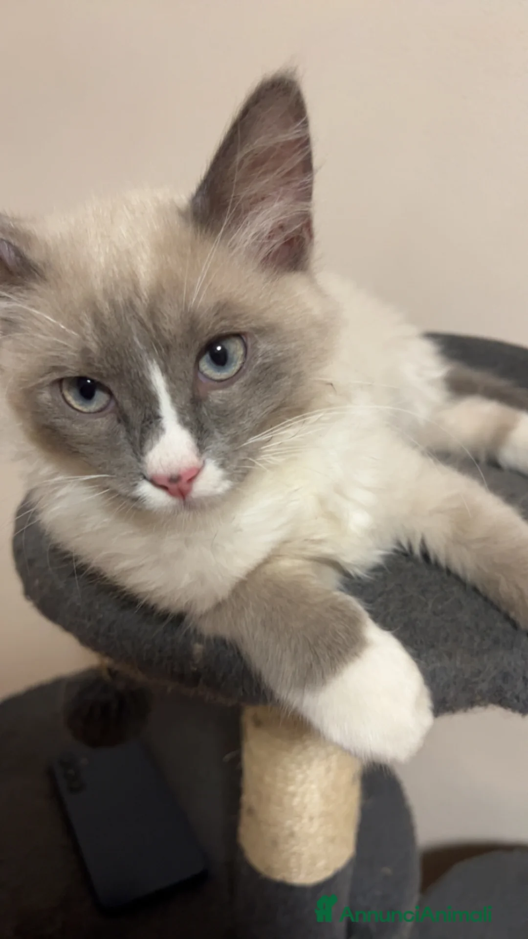 Ragdoll gatti per accoppiamento: Toki cerca gattina ragdoll  - Annuncio 1