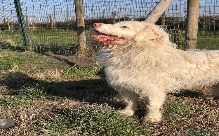 Meticcio cani a Provincia di Ferrara - Annuncio 1