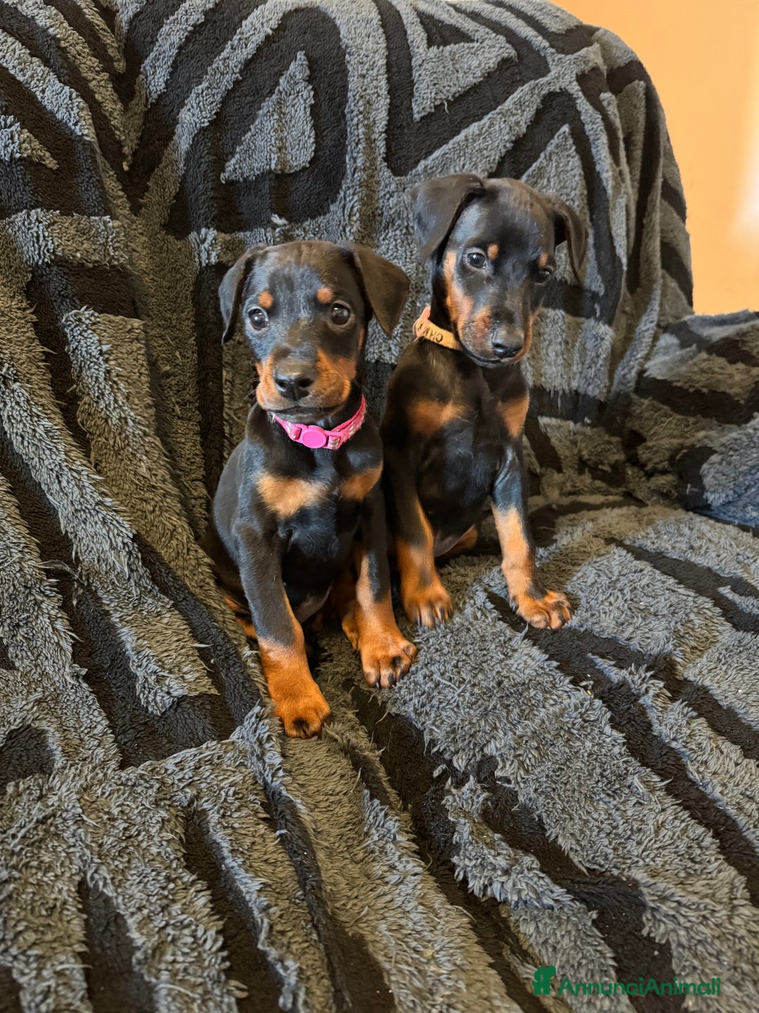 Dobermann cani in vendita: Cuccioli di dobermann - Annuncio 5