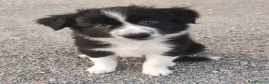 Border Collie Cucciolo 2
