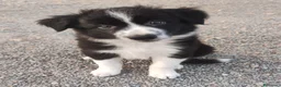 Border Collie cani in vendita: CUCCIOLI DI BORDER COLLIE ALTA GENEALOGIA - Annuncio 2