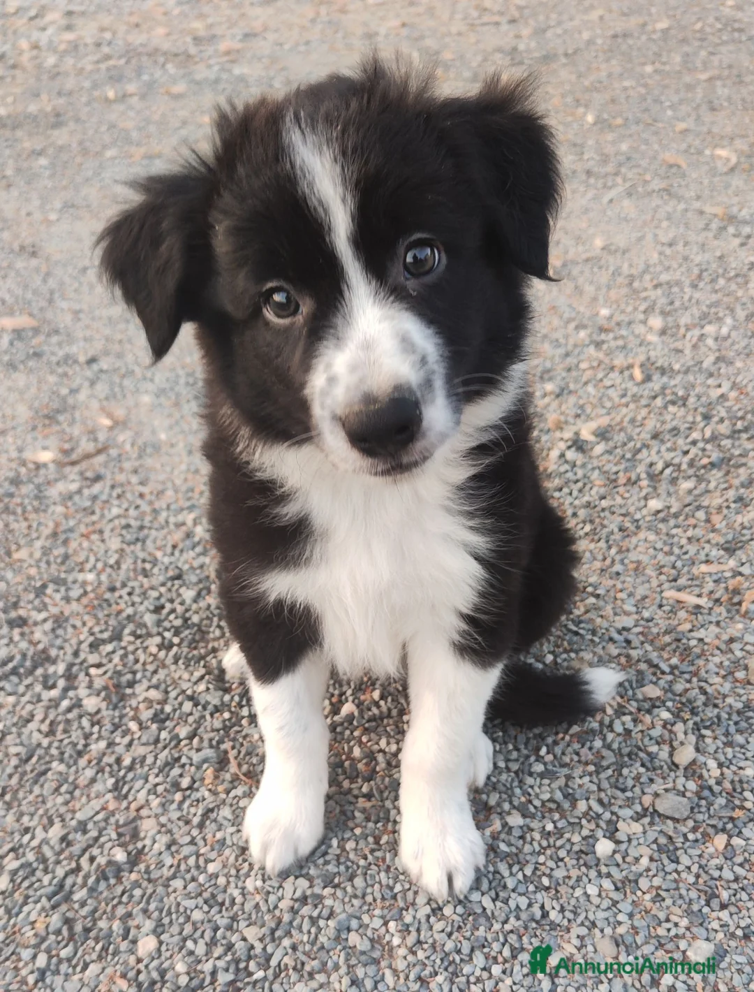 Border Collie cani in vendita: CUCCIOLI DI BORDER COLLIE ALTA GENEALOGIA - Annuncio 2