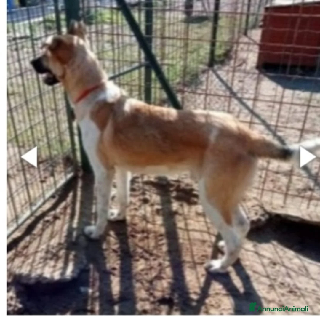 Meticcio cani in regalo: Pastorino 2anni salvato da 1lager 1anno fa.PAVIA a Città metropolitana di Milano - Annuncio 4