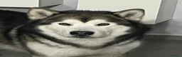 Alaskan Malamute cani per accoppiamento: CERCASI FEMMINA ALASKAN MALAMUTE PER ACCOPPIAMENTO a Città metropolitana di Roma Capitale - Annuncio 4