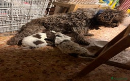 Lagotto cani in vendita: Lagotto Romagnolo maschio a Provincia di Verona - Immagine 6