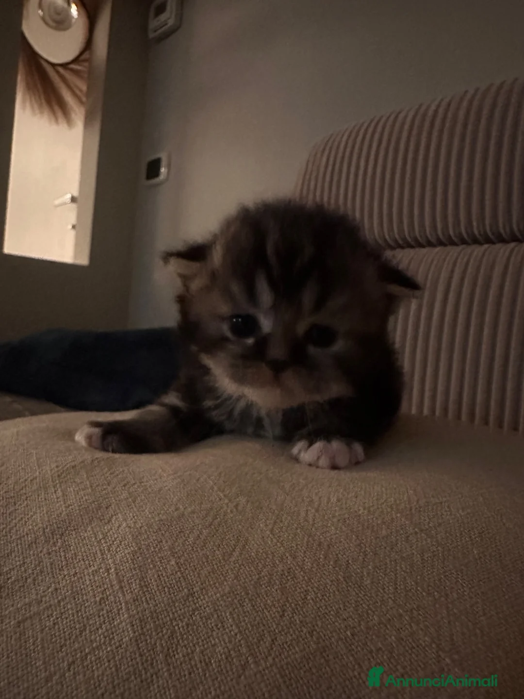 Scottish gatti in vendita: Cuccioli Scottish Fold  - Annuncio 9