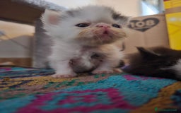 Persiano gatti in vendita: Meravigliosi Persiani - Immagine 13