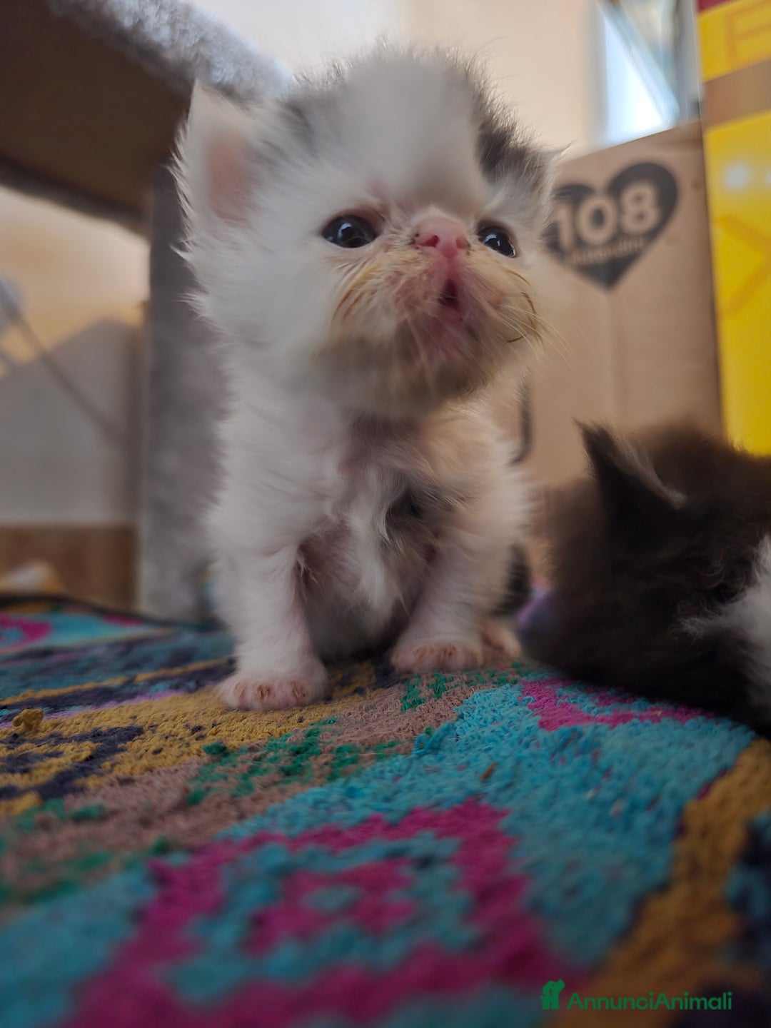 Persiano gatti in vendita: Meravigliosi Persiani - Immagine 13