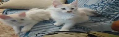 Maine Coon 1