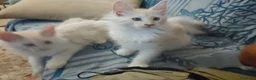 Maine Coon gatti in vendita: Gattini Maine Coon con pedigree AFSI - Annuncio 13
