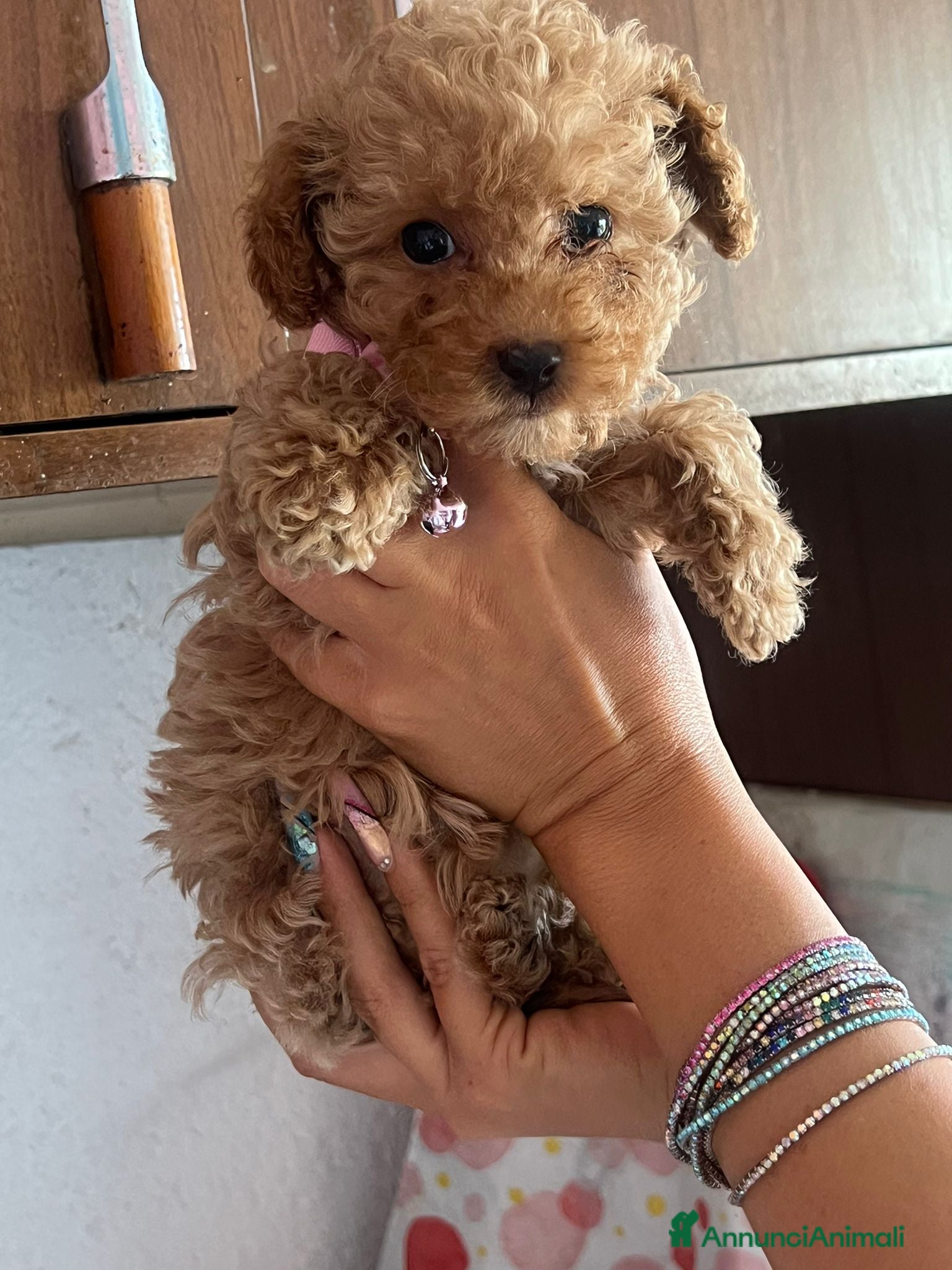 Barboncino Toy cani Cucciole barboncino toy - Annuncio 1