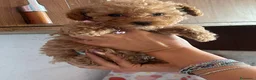 Barboncino Toy cani in vendita: Cucciole barboncino toy a Provincia di Perugia - Annuncio 1