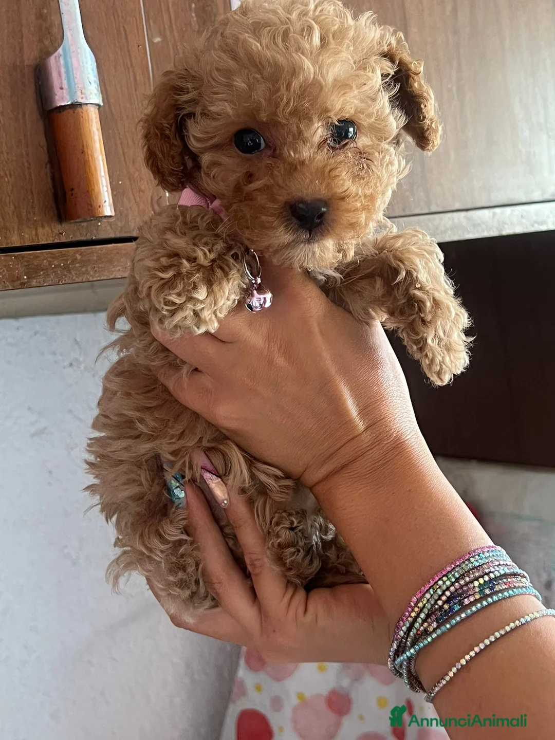 Barboncino Toy cani in vendita: Cucciole barboncino toy a Provincia di Perugia - Annuncio 1