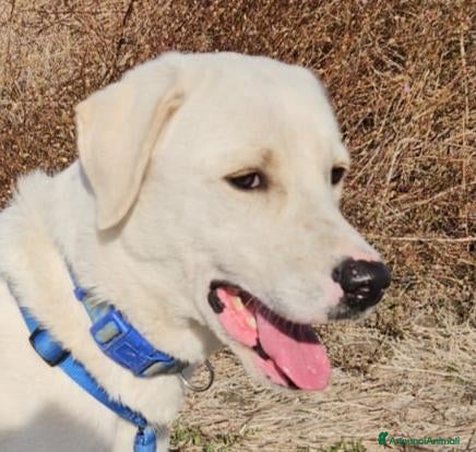Meticcio cani Kinder: dolcissimo cerca nuova famiglia  - Annuncio 18