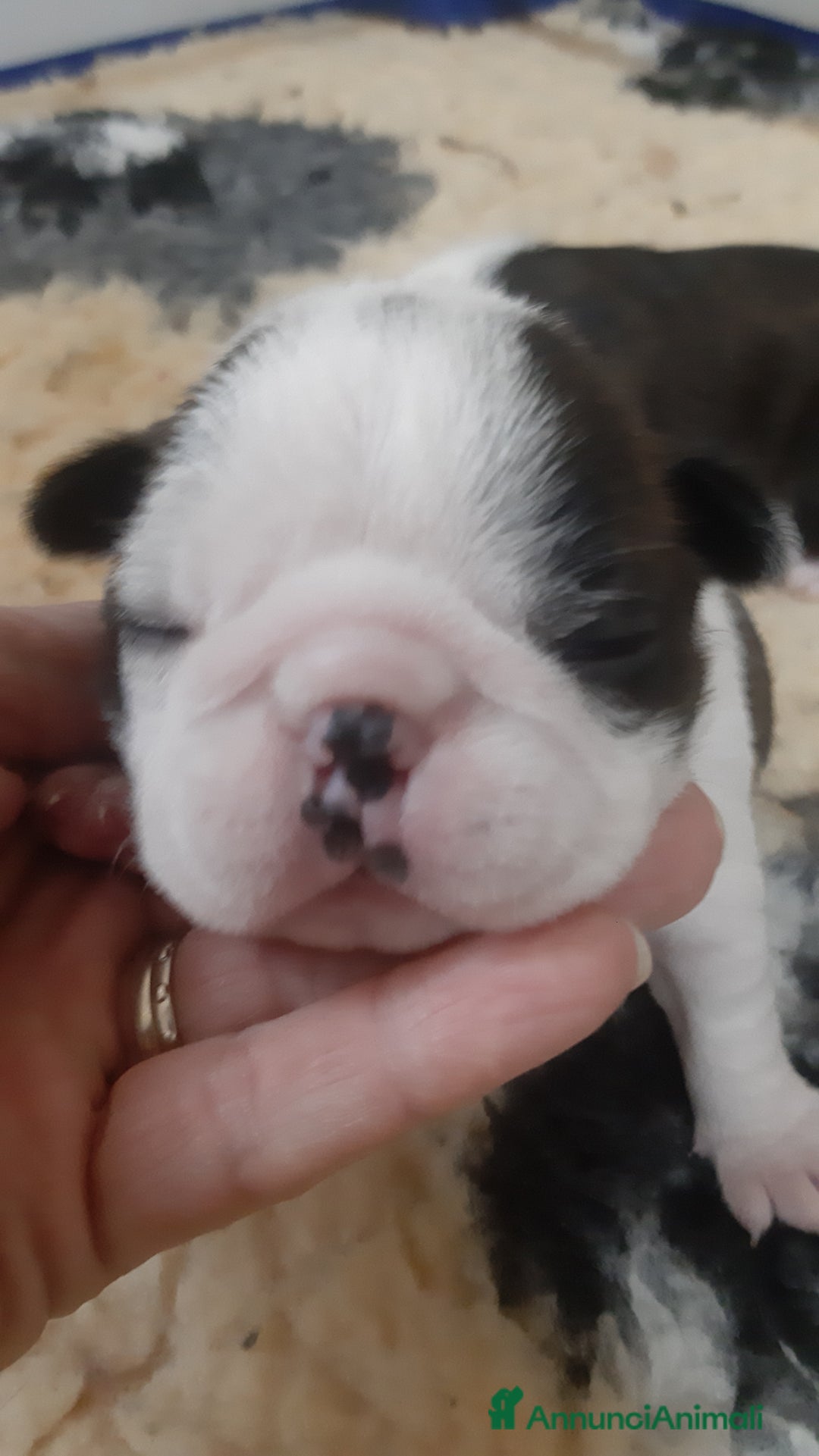 Boston Terrier cani in vendita: Cuccioli di Boston terrier con pedigree ENCI/FCI  - Annuncio 8