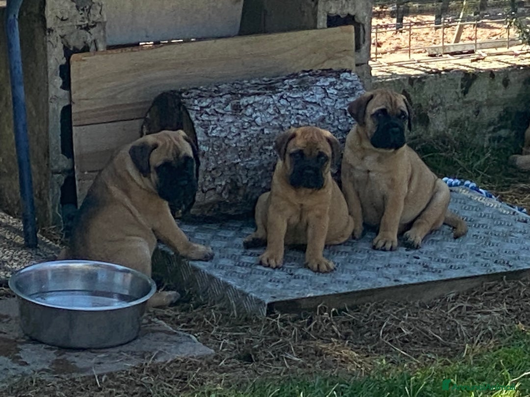 Bullmastiff cani in vendita: Cuccioli Bullmastiff  - Annuncio 10