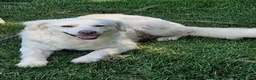 Meticcio cani in regalo: Fatima dolcissima e bravissima con tutti a Città Metropolitana di Firenze - Annuncio 17