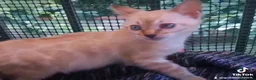 Bengala gatti in vendita: Cuccioli di gatto del Bengala  - Annuncio 7