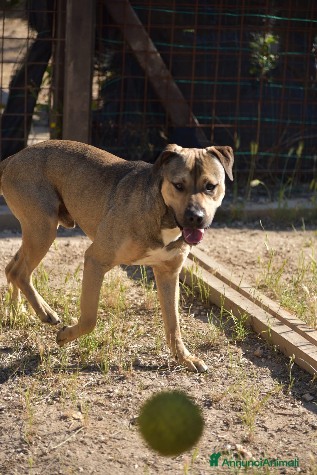 Meticcio cani in regalo: Bobby simil pit fuori, angelo nell anima - Annuncio 8