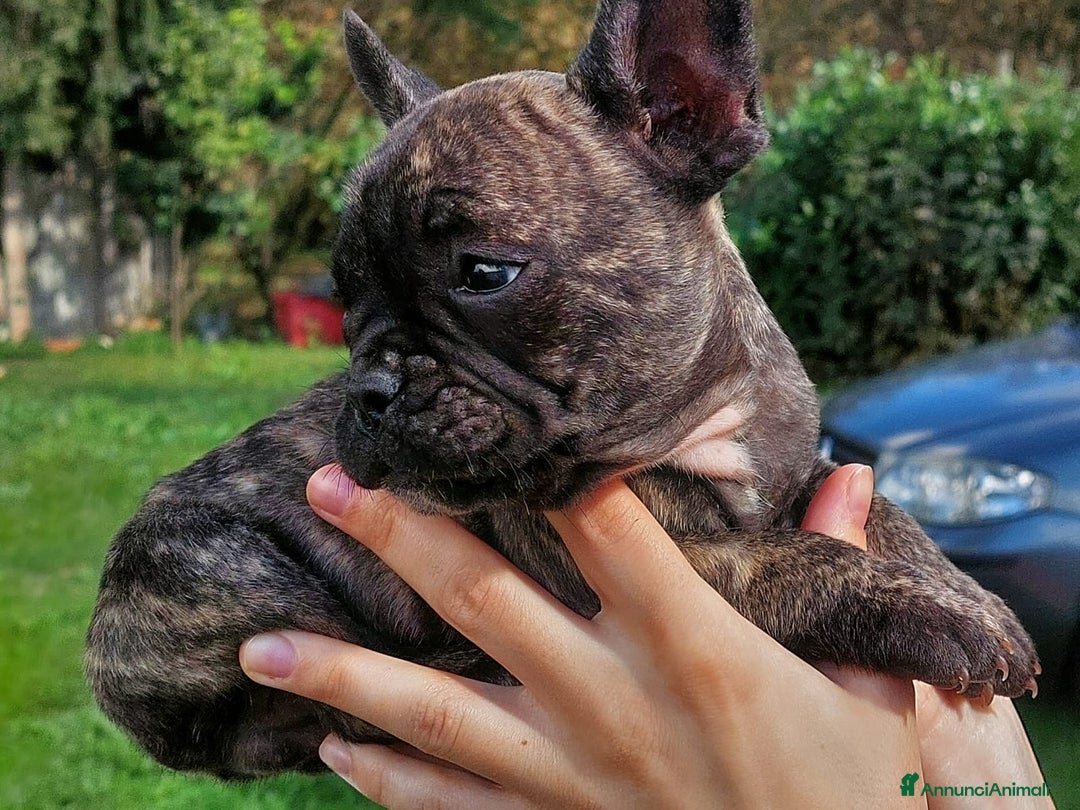 Bulldog Francese cani in vendita: Bulldog francese Bringee - Annuncio 4