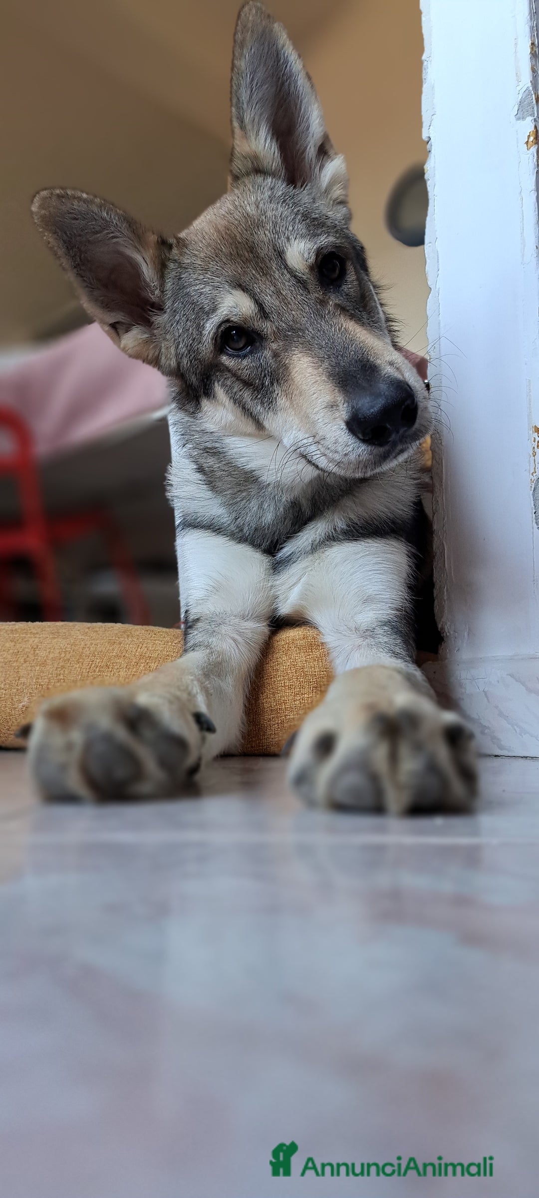 Meticcio cani in vendita: Cerco casa per il mio piccolo Lupo - Annuncio 2