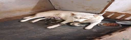 Meticcio cani in vendita: Husky mezzo lupo - Annuncio 3