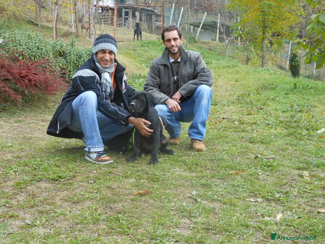 Cane Corso cani in vendita: spettacolari cuccioli di cane Corso  - Annuncio 10