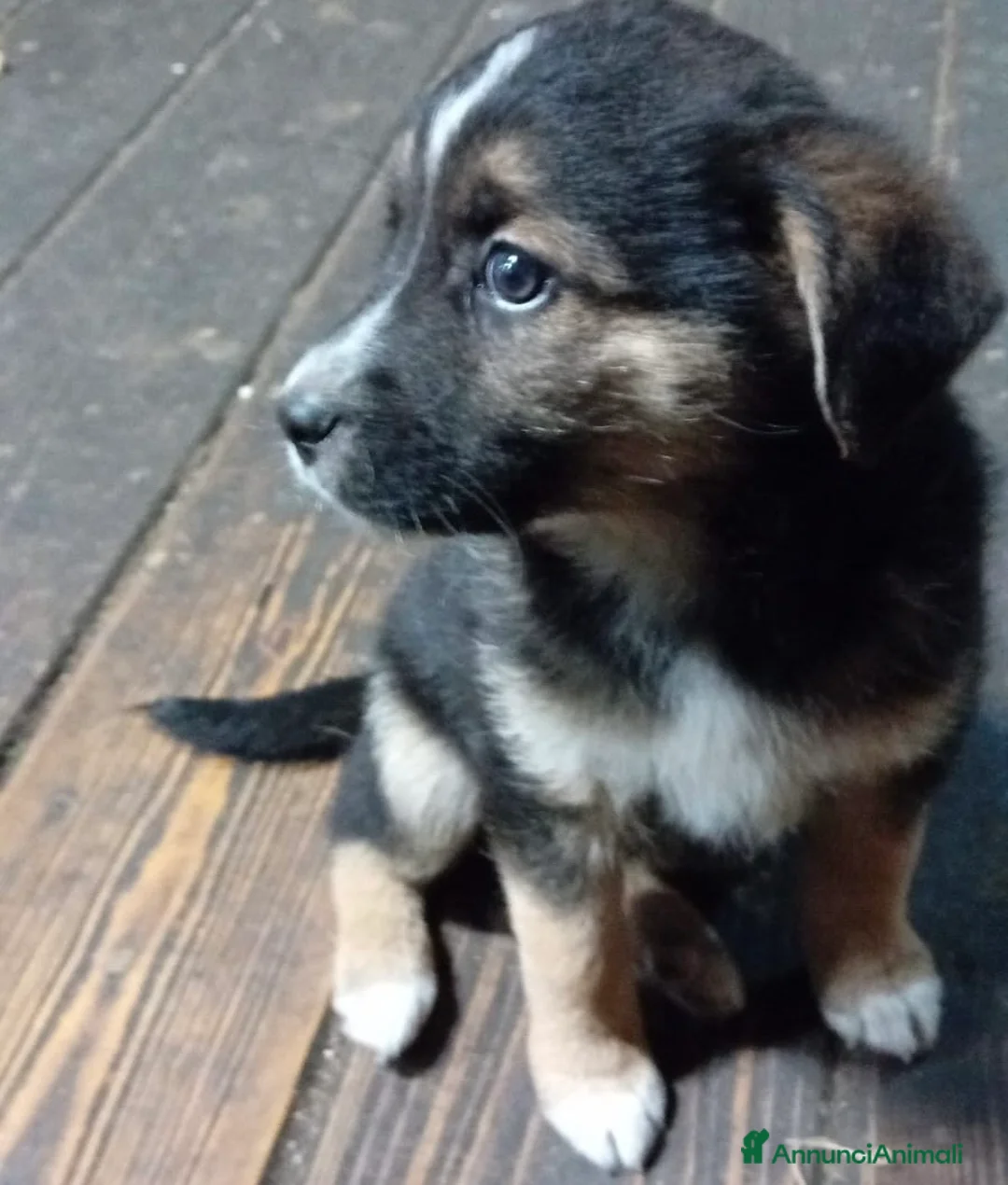 Meticcio cani in regalo: Regalo cuccioli di cane taglia media - Annuncio 1