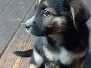Meticcio cani Regalo cuccioli di cane taglia media - Annuncio 6