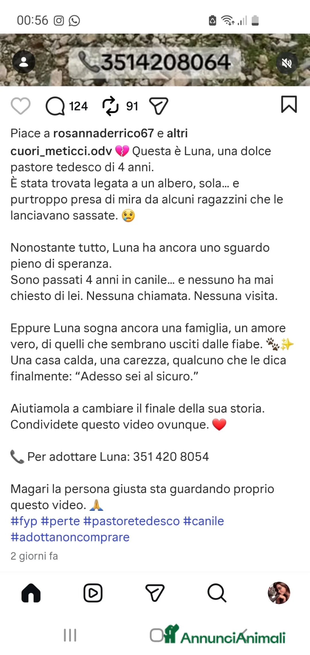 Pastore Tedesco cani in regalo: ADOZ.DEL💔: abbandonata, legata ad un albero, cm ? - Annuncio 2